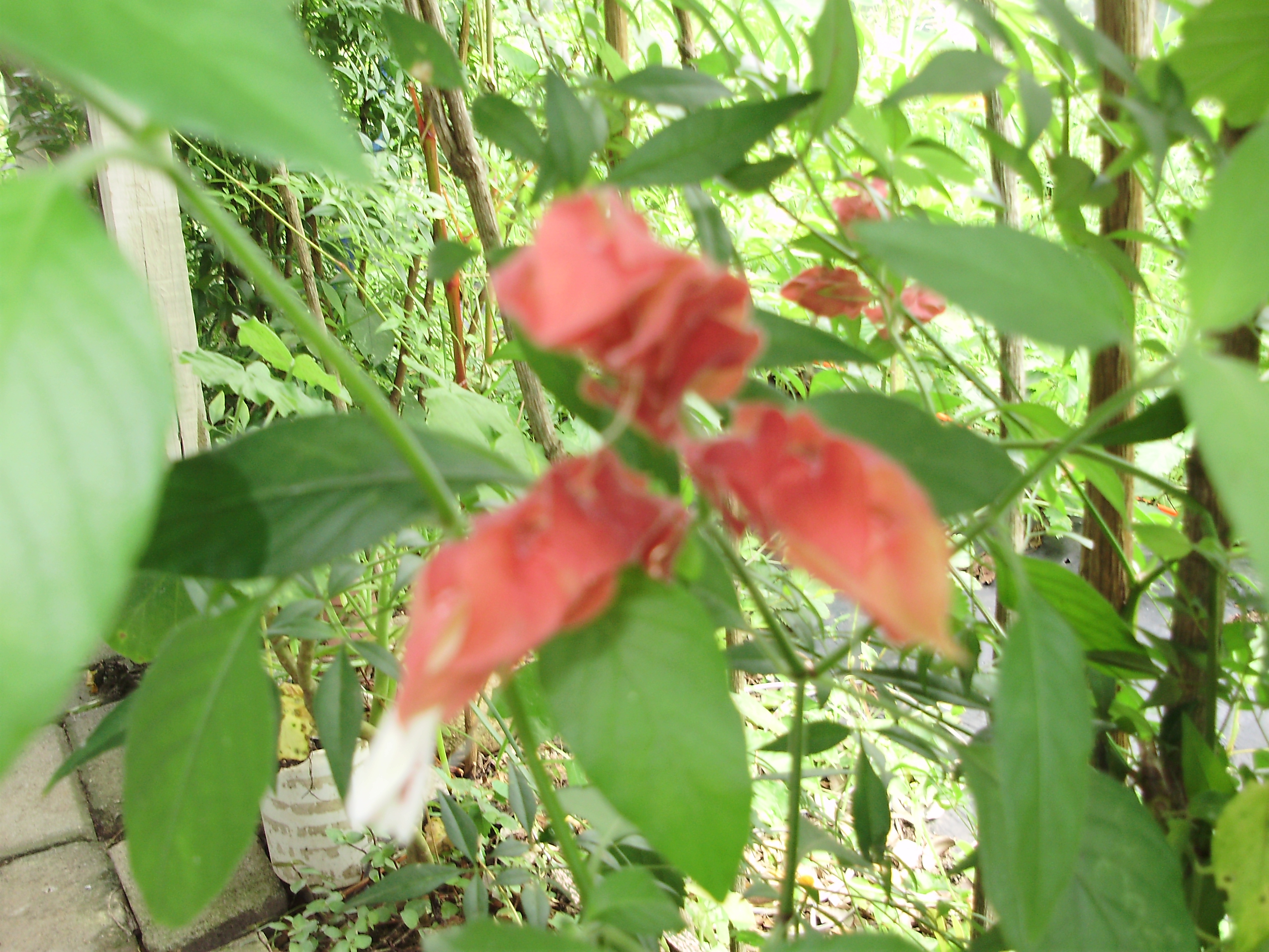 PLANTA TRATADA COM MANYA . - ST/CG/AM,PQR-RMCTBA-PR-BR,2012