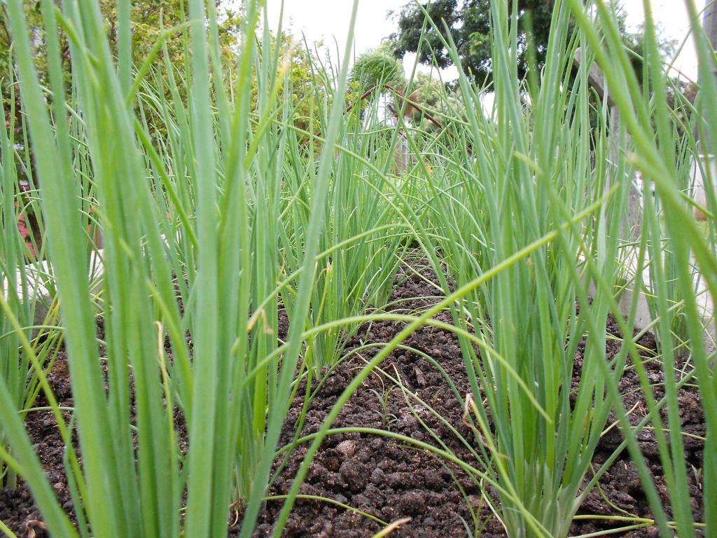 USO DE MANYA  EM CEBOLINHA FRANCESA - SEM PRAGAS OU DOENA  EM EXPERIMENTO. -ST/BELGA/CIC-CTBA-PR-BR,2012