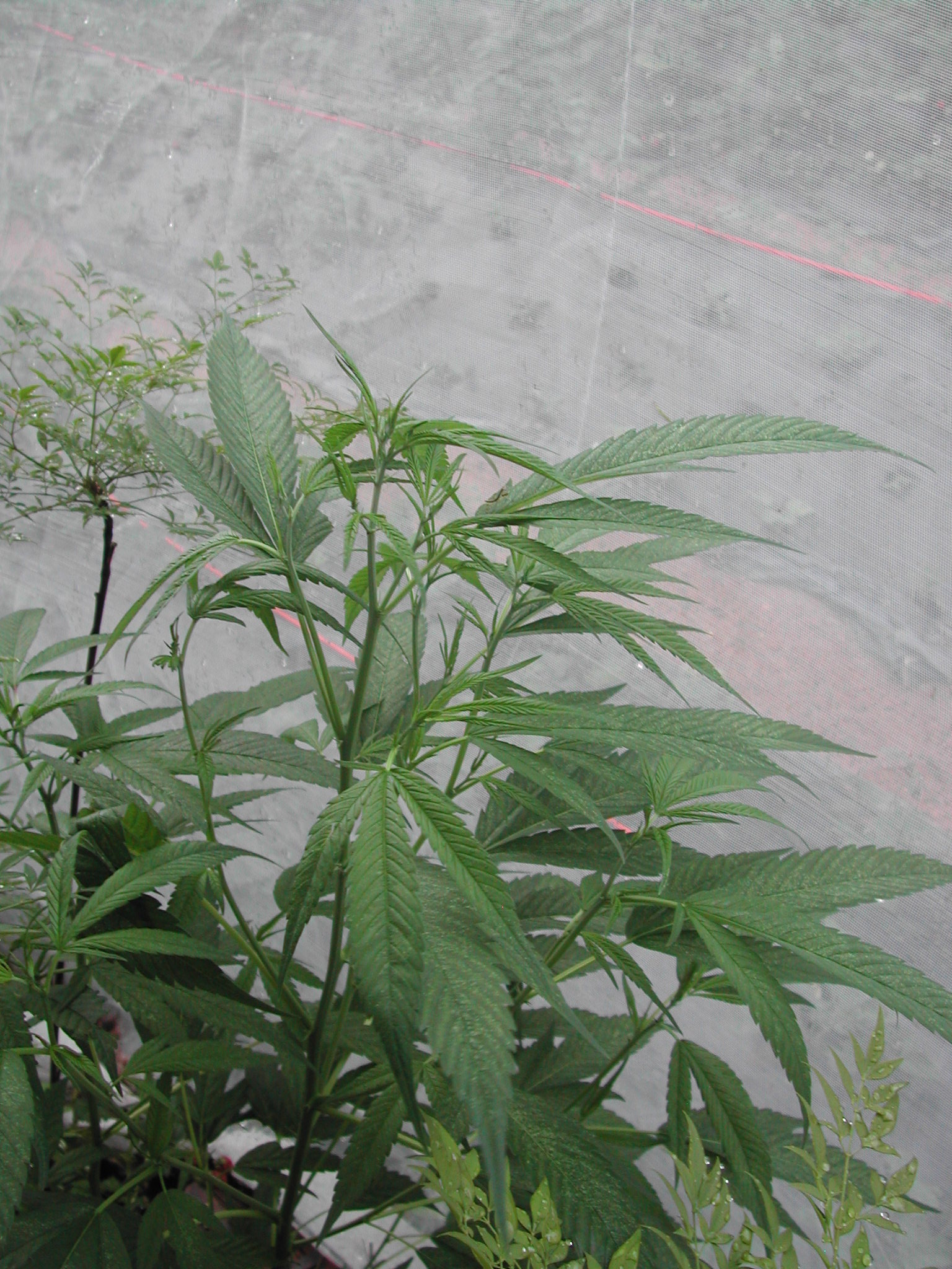 MACONHA EM TEIA BRANCA IRRADIANTE TRATADA COM MANYA  - ST/CG/AM,PQR-RMCTBA-PR-BR,2008.