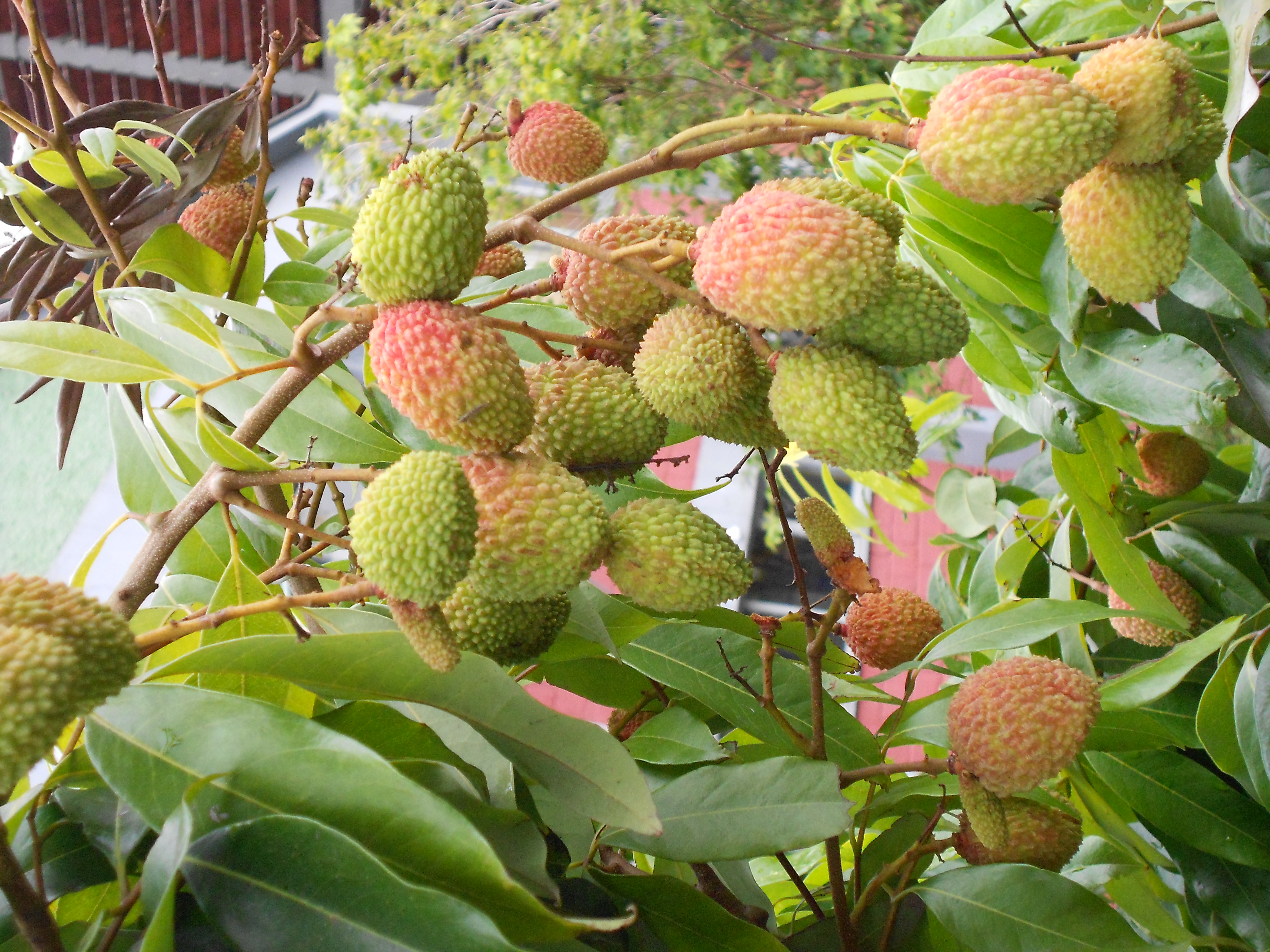 FRUTFERA DE CLIENTE TRATADA COM MANYA. - ST/CG/CIC,CIC-CTBA-PR-BR,2013.