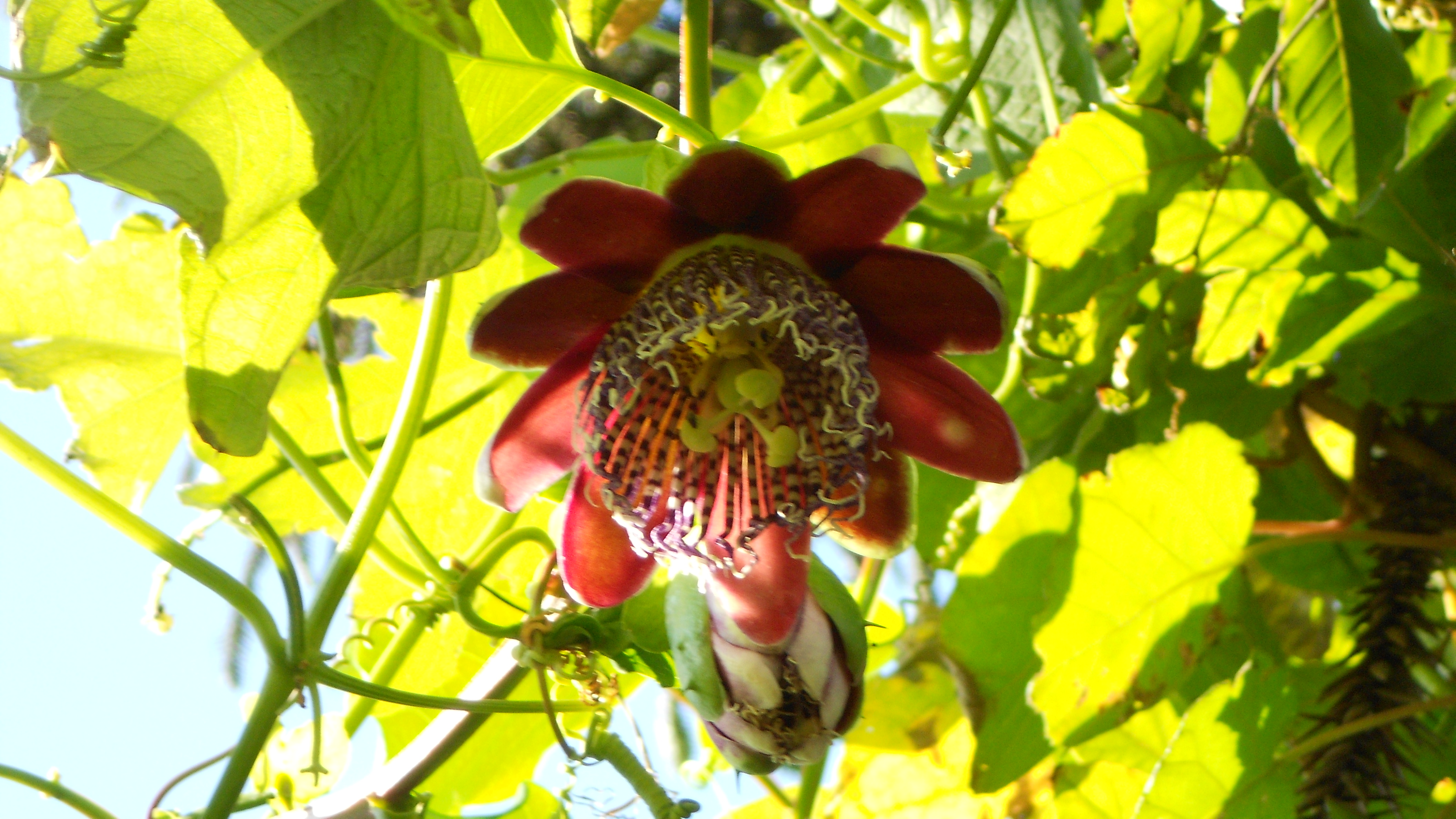 FLOR DE MARACUJ CARNUDO EMBAIXO DE RVORE DE MATA ATLNTICA COM O OBJETIVO DE ESCONDER DA LUZ AS SUAS FOLHAS - GRANDE PRODUTIVIDADE E BAIXA INCIDNCIA DE PRAGAS - ST/CG/AM,PQR-RMCTBA-PR-BR,2010.