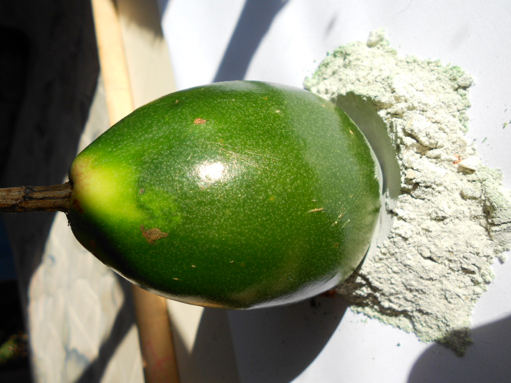 FRUTAS MODERNAS SO UMA ALTERNATIVA PARA OS QUE NO QUEREM DESCASCAR LARANJAS E FAZER SUCO - AQUI O MARACUJ CARNUDO VIROU FARINHA! - MARACUJ TRATADO COM MANYA -ST/LAQ/AM,PQR-RMCTBA-PR-BR,2014