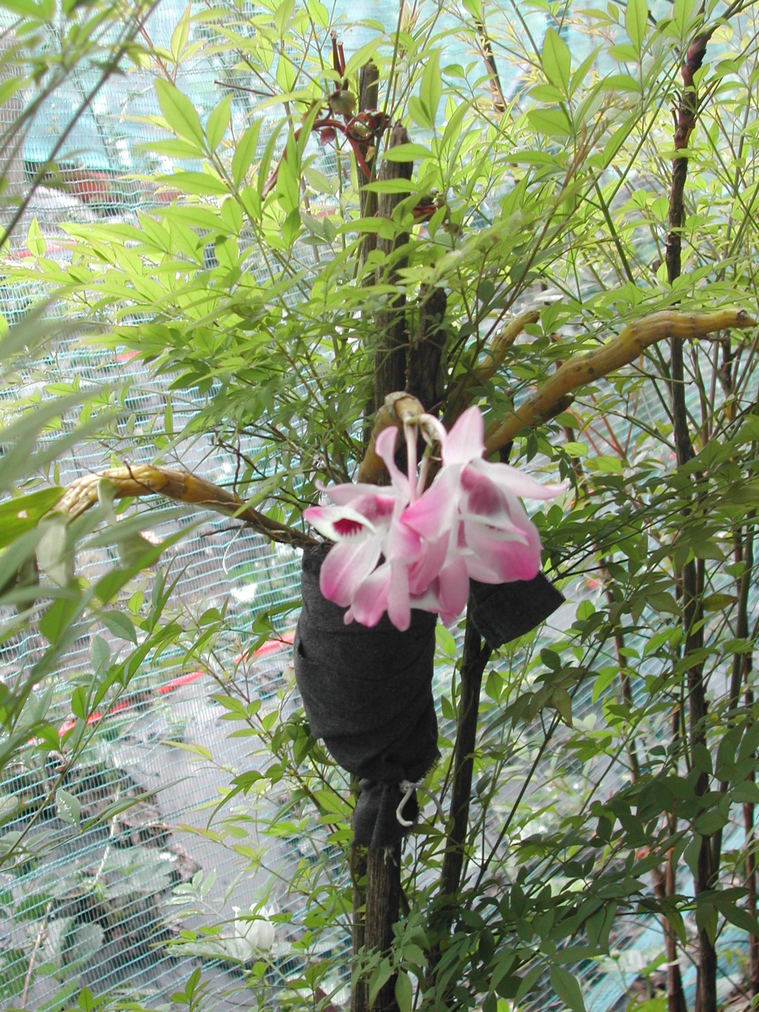 JOVEM ORQUIDEA COMUM TRATADA COM MANYA, MUDA PLANTADA PELA MINHA ME EM 2009 E PRESERVADA POR MIM APS O SUE FALECIMENTO, HOMENAGEM. - ST/CG/AM,PQR-RMCTBA-PR-BR, 2010.