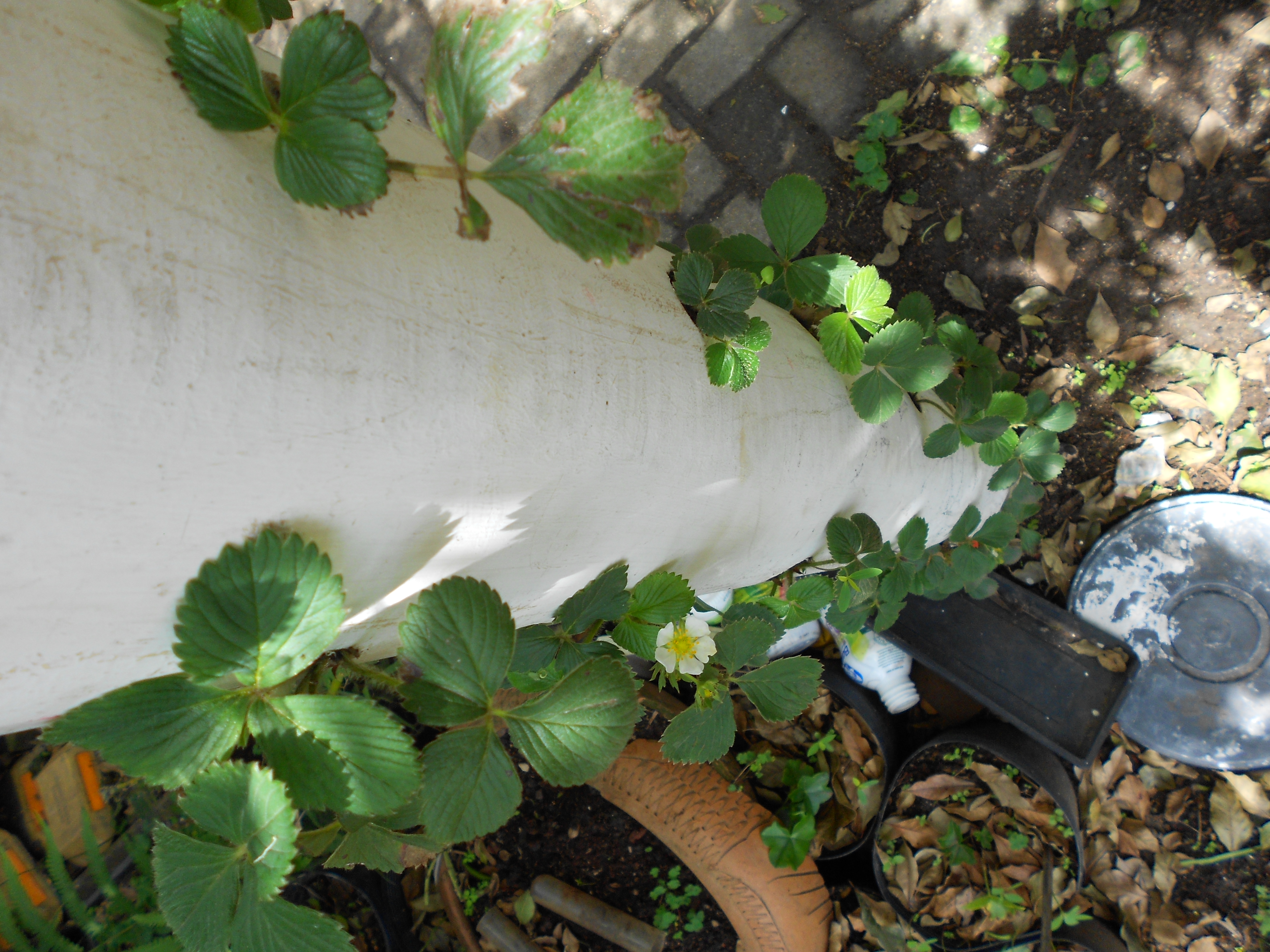 UMA ABELHA POLINIZADORA ACHARIA ESTRANHO TER QUE RECOLHER SEUS PLENS DE FLORES DE MORANGO PENDURADAS EM UM CANO DE P.V.C. - ESTA VISO AREA PROCURA DEMONSTRAR A POSSIBILIDADE MUITO POUCO DIFUNDIDA AINDA; QUE  POSSIVEL A PRODUO AGRCOLA URBANA NO SENTIDO VERTICAL- -AQUI SO 250 MUDAS POR CANO E 4 CANOS POR METRO QUADRADO PERFAZEM 1000 MUDAS DE MORANGO POR METRO QUADRADO. - UMA ALTERNATIVA PARA POUCO ESPAO.- TRATADOS COM MANYA PARA TEREM ALTA FLORAO SEM MEDO.-ST/CG/AM-PQR-RMCTBA-PR-BR, 2007.