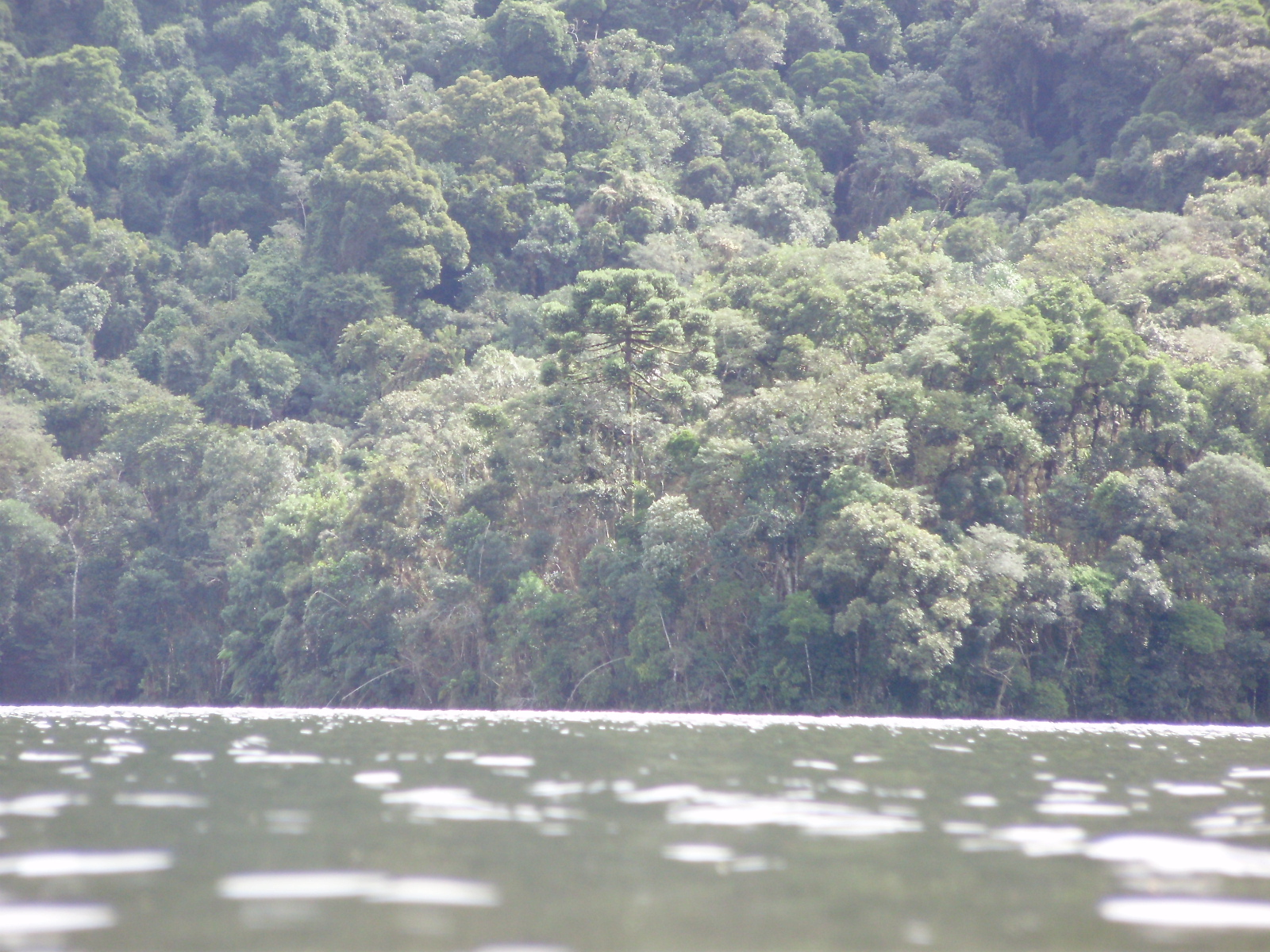 QUEM VISITA O LUGAR GANHA DE PRESENTE A INCOMPARVEL MATA ATLNTICA NA BARRAGEM VELHA - REA DE MANANCIAL DE PIRAQUARA - REGIO METROPOLITANA DE CURITIBA - PARAN - BRASIL - 2012