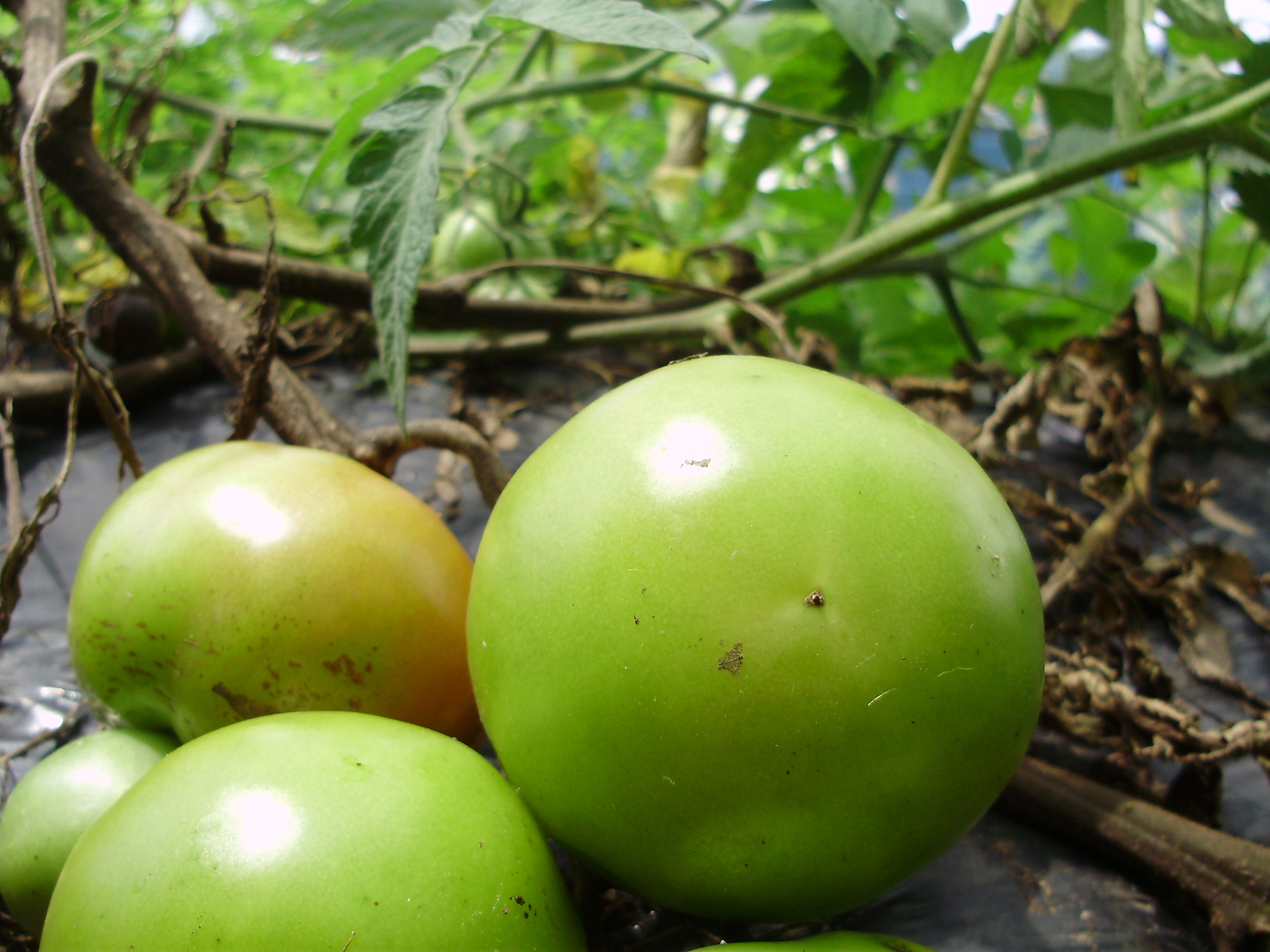 TOMATES CRIADOS COM MANYA EM TEIA BRANCA REFLEXIVA - ALTA RESISTENCIA  DOENAS E SEM USO DE AGROTXICO - SEM ADUBAO ORGNICA - ALTO TEOR DE PROTENAS - MAIS DOCE E COM MAIS CHEIRO - ST/CG/AM,PQR-RMCTBA-PR-BR,2007.