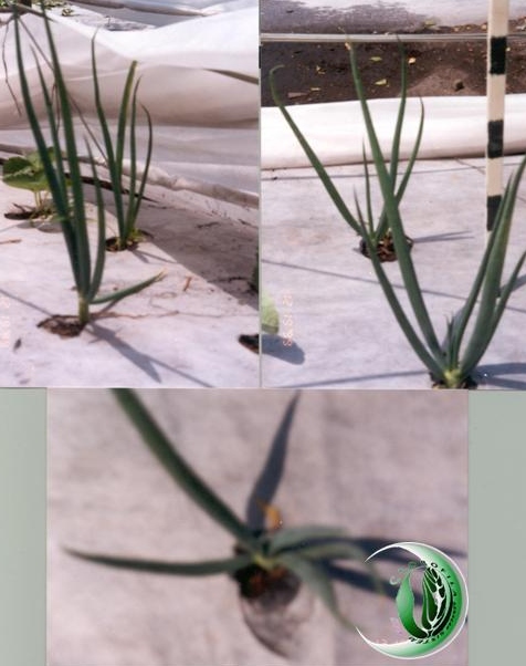 CEBOLA EM TEIA BRANCA RADIANTE E MANYA - AUMENTO CONSIDERVEL DE INFRAVERMELHO E PROTENAS - PLANTAS MENOS SUSSETVEIS  PRAGAS E DOENAS - ST/CG/RA, RIO DA AREIA - LAPA - PARAN - BRASIL,2000 