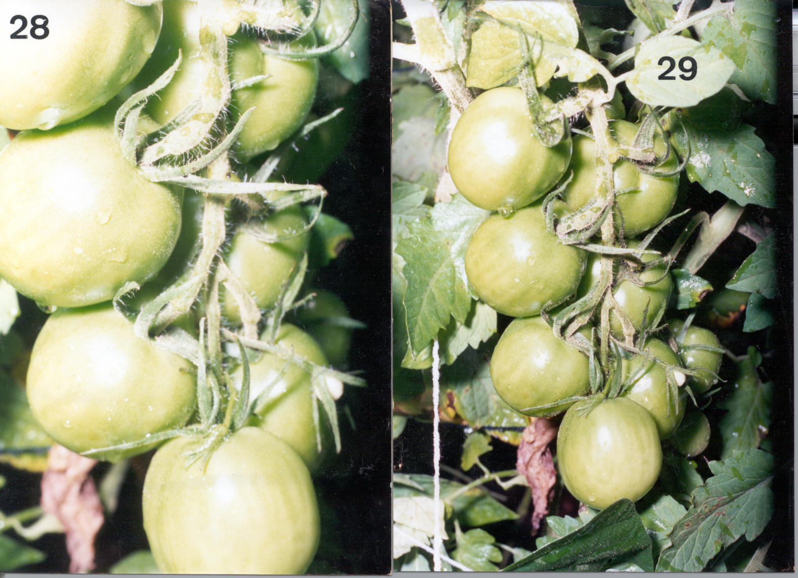 TOMATES TRATADOS COM MANYA EM ESTUFA DE PLSTICO CONVENCIONAL RECICLADO - IMAGENS PARA O PRMIO JOVEM CIENTISTA  - SEXTO LUGAR 1993 - EXPERIMENTO CONDUZIDO EM REA DE MANANCIAL - ST/CG/AM,PQR-RMCTBA-PR-BR,1989