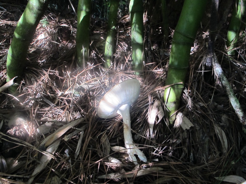 NA FLORESTA A BUSCA POR LUZ  FUNDAMENTAL PARA A SOBREVIVNCIA. a IMAGEM REPRESENTA COMO A TNUE ENERGIA  ABSORVIDA POR PARTE DE UM COMPLEXO COGUMELO PARA LEVAR OS FTONS DIFUSOS PARA O INTERIOR DO SOLO AT SUAS RAZES.- ST/SERRINHA, SERRINHA-CTDA-PR-BR, 2012.