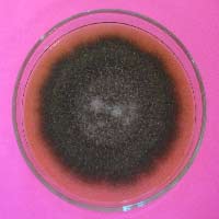 Alternaria sp